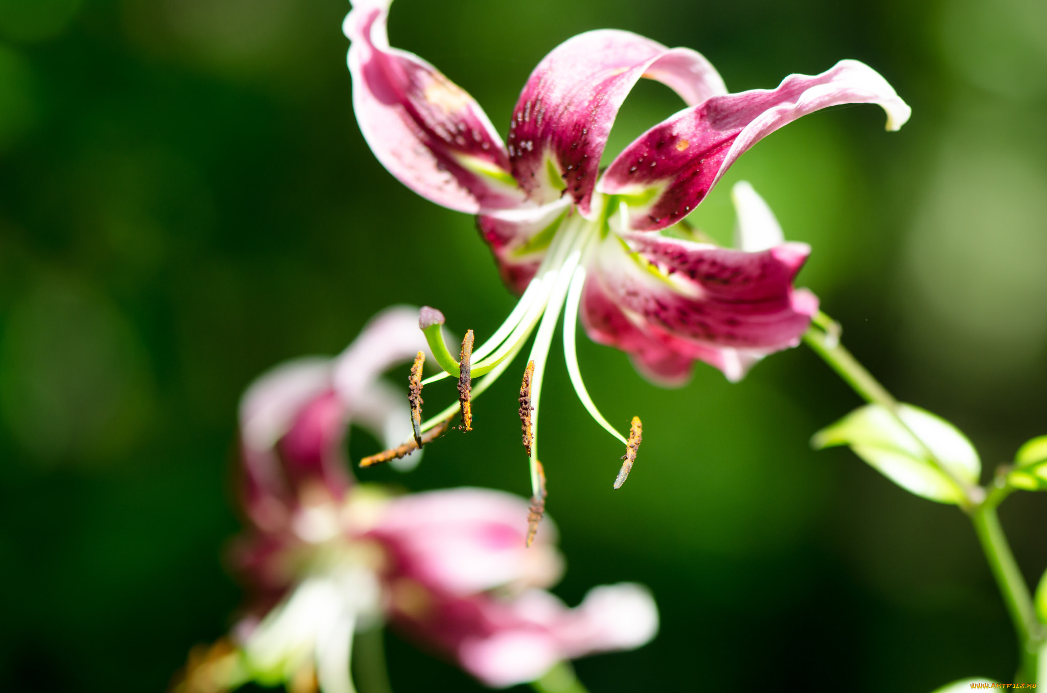 , ,  , lily, , , petals, bloom